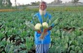 আগাম ফুলকপি চাষ করে লাভবান কুষ্টিয়ার কৃষক