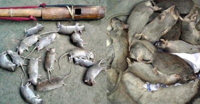 Pabna-Rat-killing20151102115356